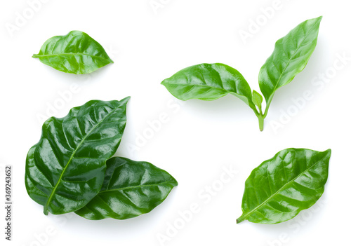 Coffee Leaves Isolated On White Background