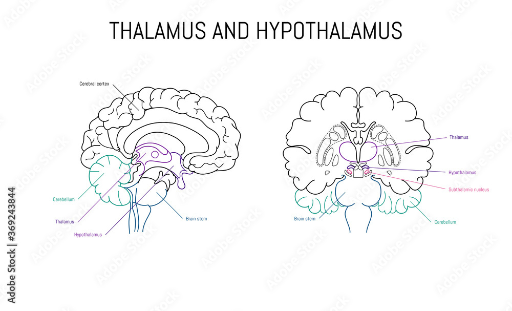 Thalamus and hypothalamus neuroscience infographic on white background