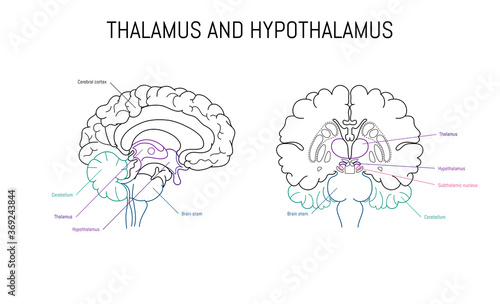 Thalamus and hypothalamus neuroscience infographic on white background. Human brain illustration. Brain anatomy structure cross section. Neurobiology scientific medical vector art photo
