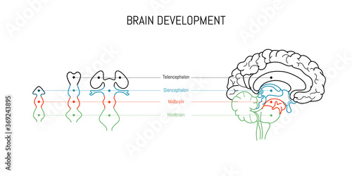 Neuroscience infographic on white background. Human brain evolution from embyo to adult . Brain vesicles and anatomy structure cross section. Neurobiology scientific medical vector