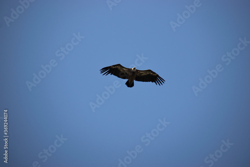 Photo of a black vulture flying over the blue sky in Extremadura  Spain 