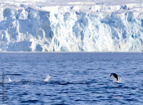 Penguins swimming and jumping in water before glacier, Antarctica 