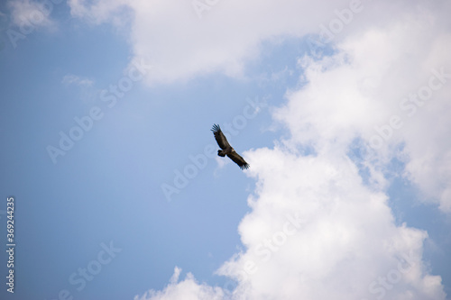 Photo of a black vulture flying over the blue sky in Extremadura, Spain 