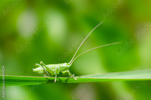 Green grasshopper on a blade of grass close up. Macro. Meadow. Insect. Wild animal. Grass. Summer time.