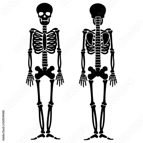 vector icon flat, skeleton, stencil