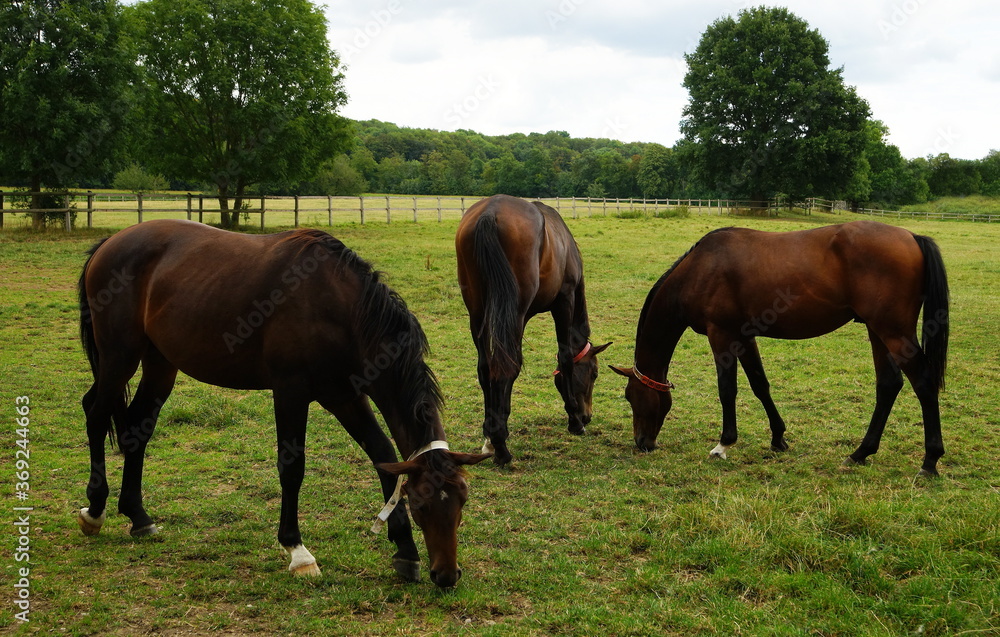 Horses in the pasture