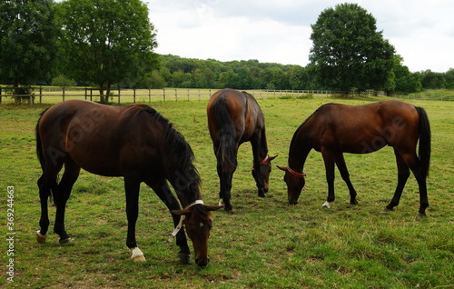 Horses in the pasture