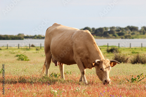 Fototapeta Naklejka Na Ścianę i Meble -  Cow in Donana National Park, Donana nature reserve. wetlands or marsh cow. Cow of Marshes