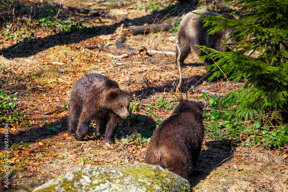Brown Bears (Ursus arctos) in Lake Clark National Park, Alaska, USA Brown Bears (Ursus arctos) in Lake Clark National Park, Alaska, USA