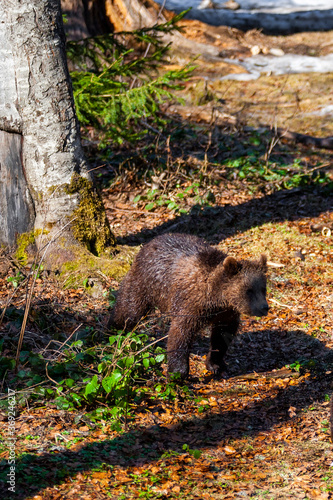 Brown Bear (Ursus arctos) in Lake Clark National Park, Alaska, USA 