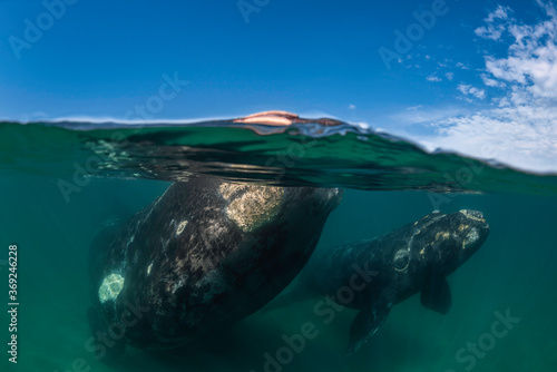 Spilt view of a Southern Right Whale, Eubalaena australis, and her young calf in the shallow protected waters of the Nuevo Gulf, Valdez Peninsula, Argentina, a UNESCO World Heritage site.