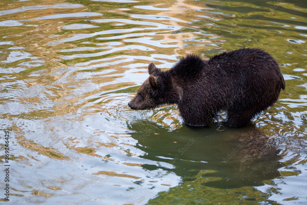 Brown Bear (Ursus arctos) in Lake Clark National Park, Alaska, USA Brown Bear (Ursus arctos) in Lake Clark National Park, Alaska, USA