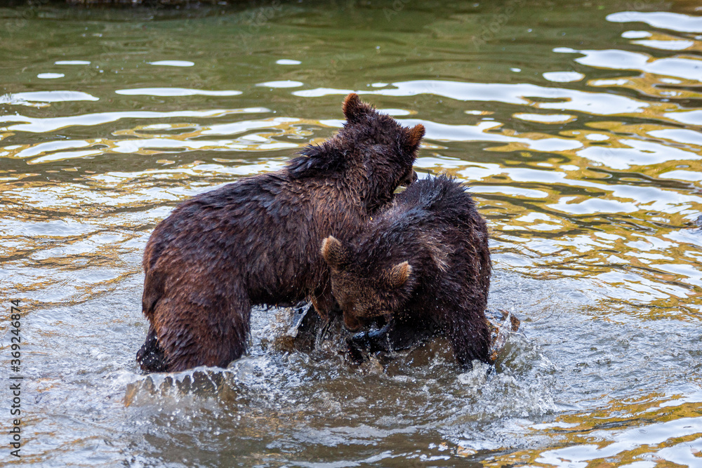Brown Bears (Ursus arctos) in Lake Clark National Park, Alaska, USA Brown Bears (Ursus arctos) in Lake Clark National Park, Alaska, USA