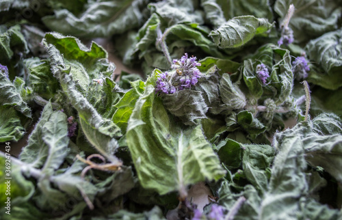 dried mint and lemon balm leaves with flowers