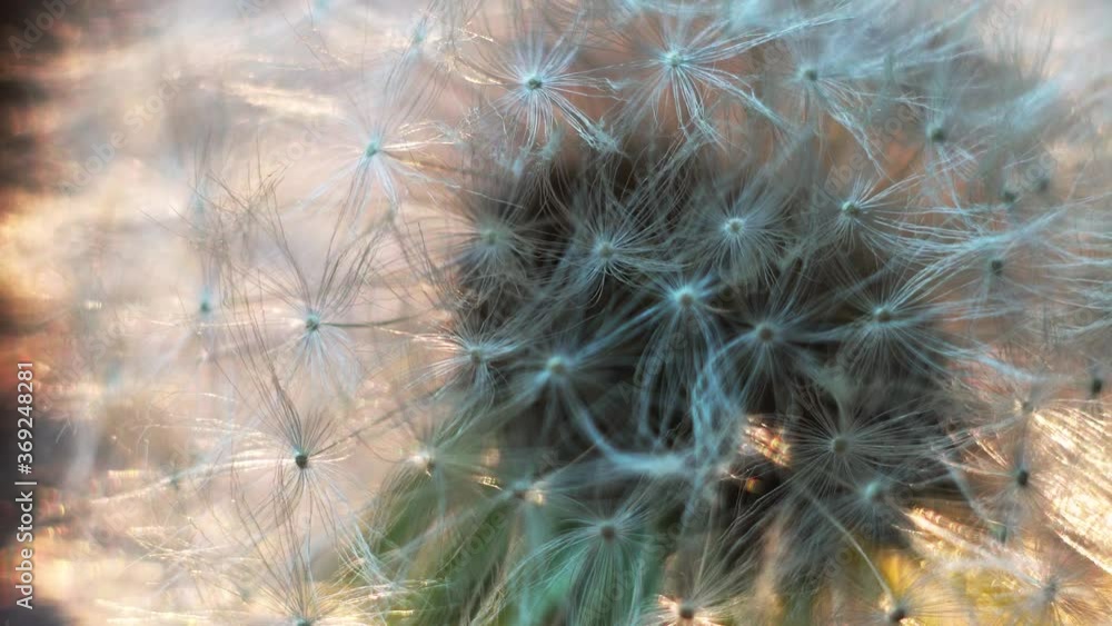 Close-up macro shooting of a dandelion video