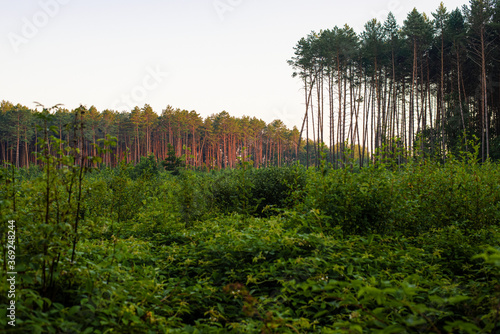 Sunrise in the pine forest in summer