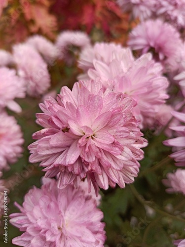 close up of pink chrysanthemum