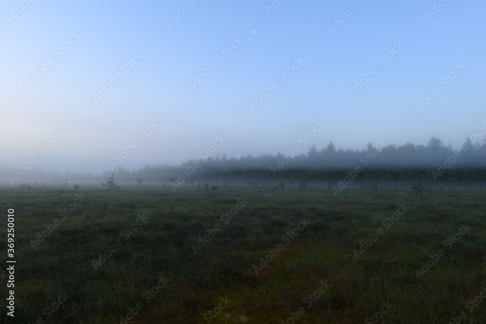 Foggy forest swamp in the silence before summer dawn