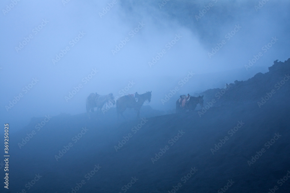 Horses in the fog, Pacaya volcano, Guatemala, evening