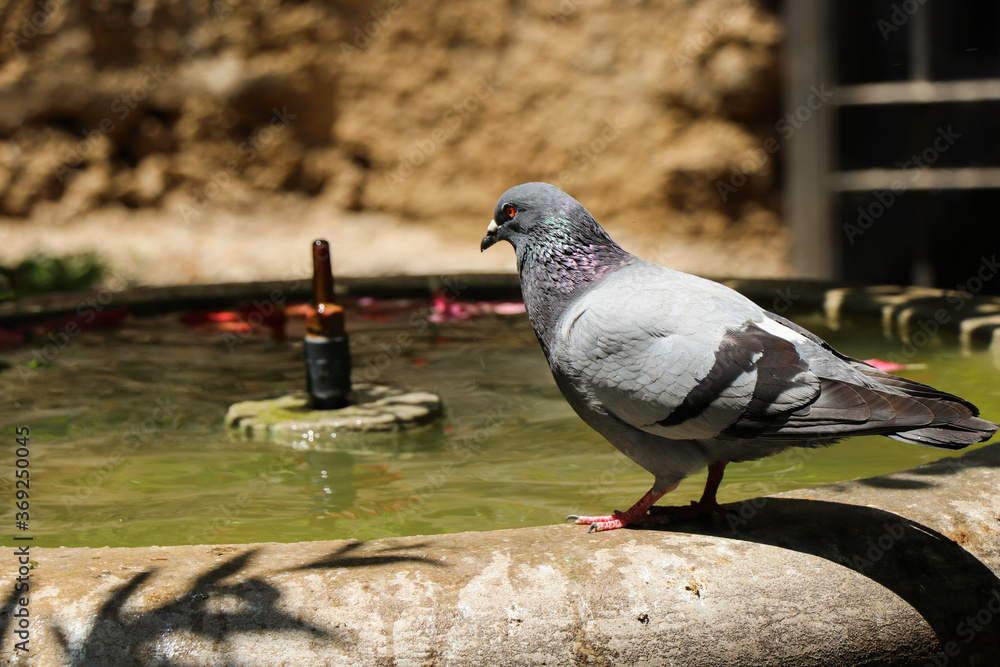 Obraz premium pigeon in the city