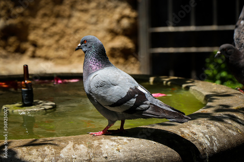 pigeon in the park © Judith