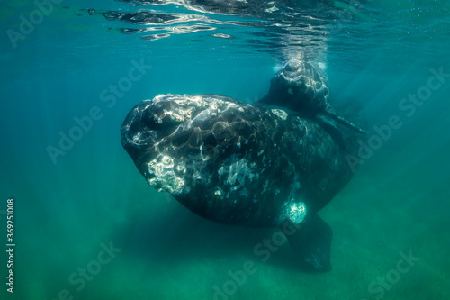 Southern Right Whale, Eubalaena australis, and her young calf in the shallow protected waters of the Nuevo Gulf, Valdez Peninsula, Argentina, a UNESCO World Heritage site.
