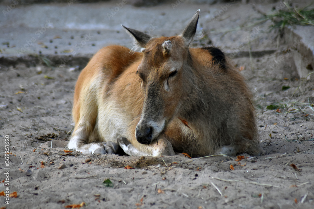 Fototapeta premium animals in the zoo