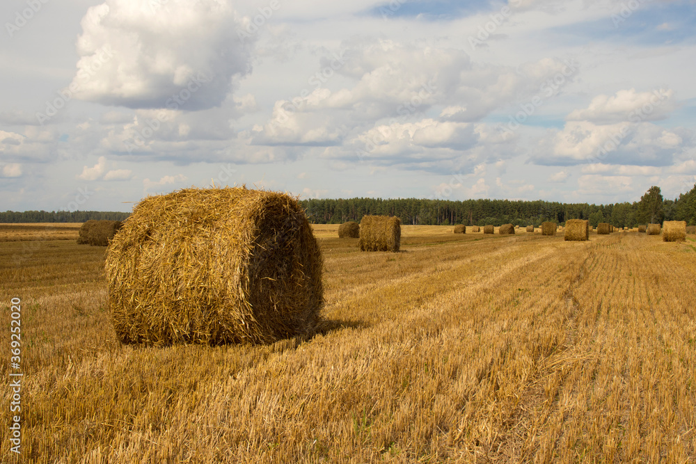 Straw bales on the field after harvest. Rural nature in the farm land with straw on the meadow. Countryside natural landscape. Harvesting concept.