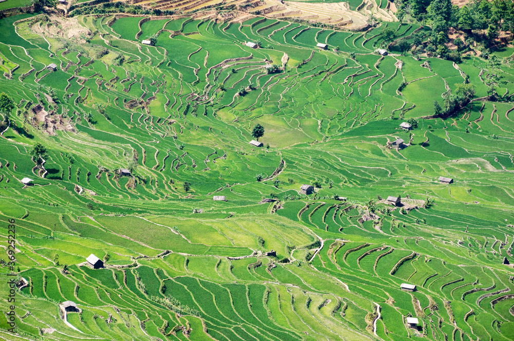 Yuanyang Rice Terraces, Yunnan - China. Terraced rice fields of Hani ethnic people in Yunnan province, China.