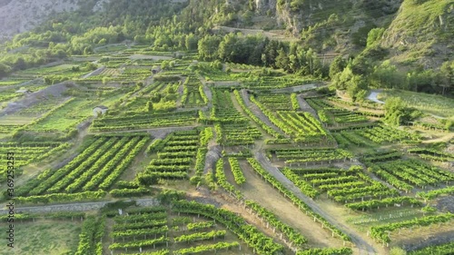 Aerial view of vineyards, Morgex, Aosta Valley, Italy