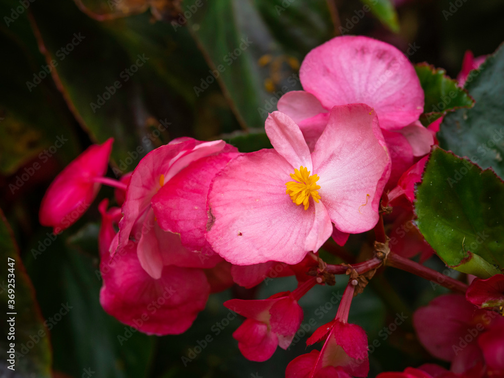 Naklejka premium Pink Begonia Semperflorens blooming, closeup with selective focus and copy space