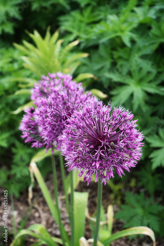 purple flower of an allium 