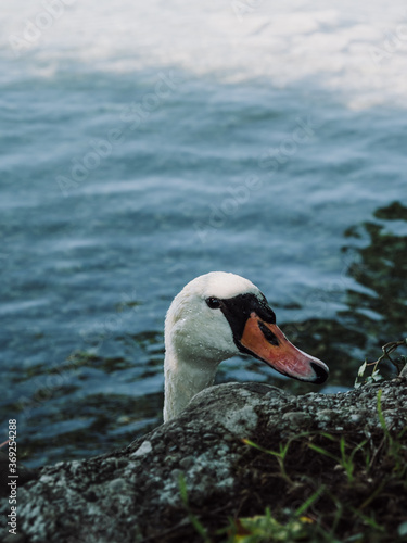 Swan head in the blue water of the Lake Hallwil, Switzerland photo