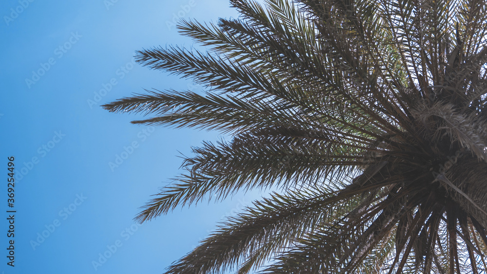 Palm trees at Santa Monica beach.  Bottom view.