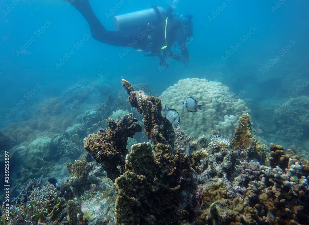 Fototapeta premium underwater world of the South China Sea