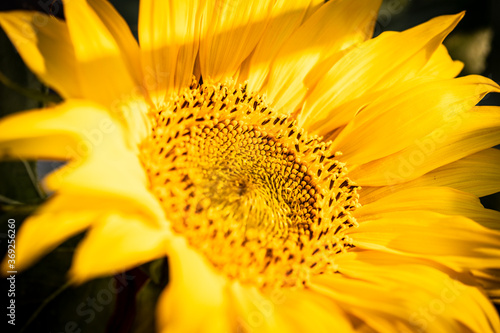 girasole 2