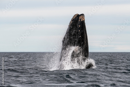 Southern Right Whale, Eubalaena australis, breaching, Nuevo Gulf, Valdes Peninsula, Argentina, a UNESCO World Heritage site. © wildestanimal