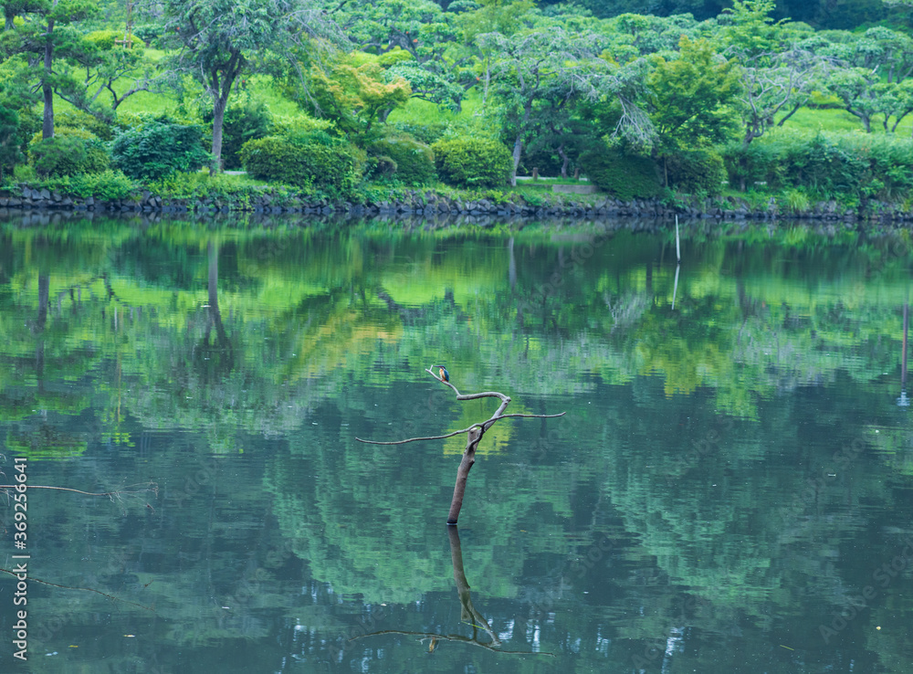翡翠のいる水辺 翡翠のいる水辺