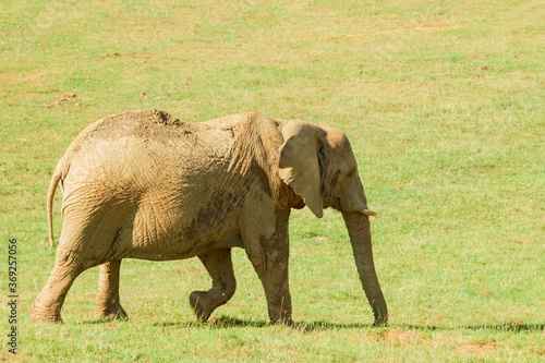a young elephant with tusks in the meadow
