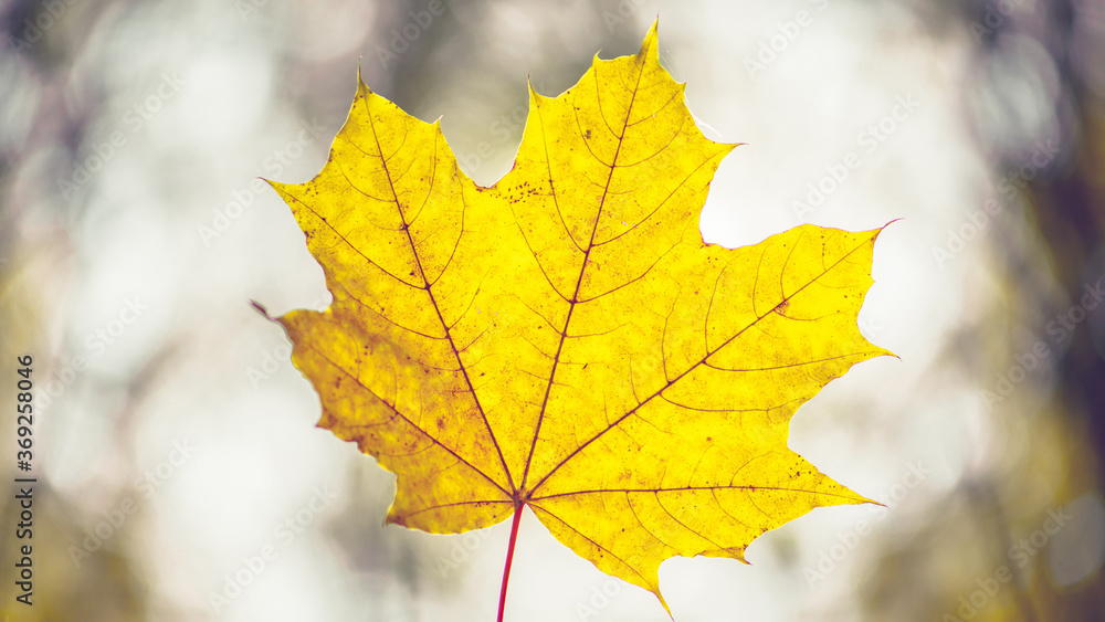 Closeup of one maple leaf in the sunlight of autumn forest. Indian summer season. Instagram style Closeup of one maple leaf in the sunlight of autumn forest. Indian summer season. Instagram style