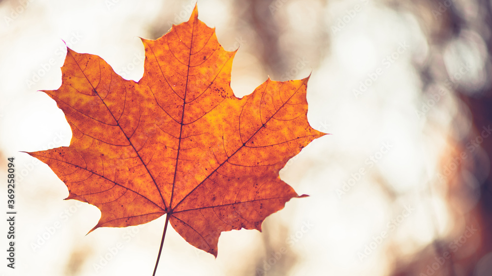 Closeup of one maple leaf on the car windshield. Indian summer season. Instagram style Closeup of one maple leaf on the car windshield. Indian summer season. Instagram style