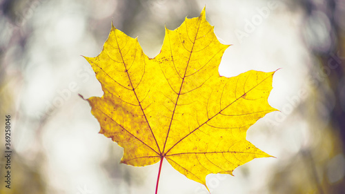 Closeup of one maple leaf in the sunlight of autumn forest. Indian summer season. Instagram style