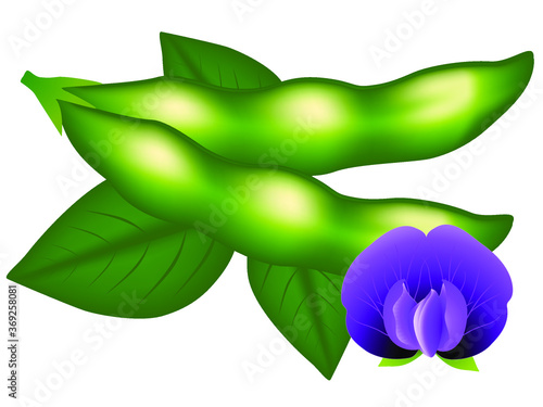 Soy pods, flower and leaves isolated on white background.