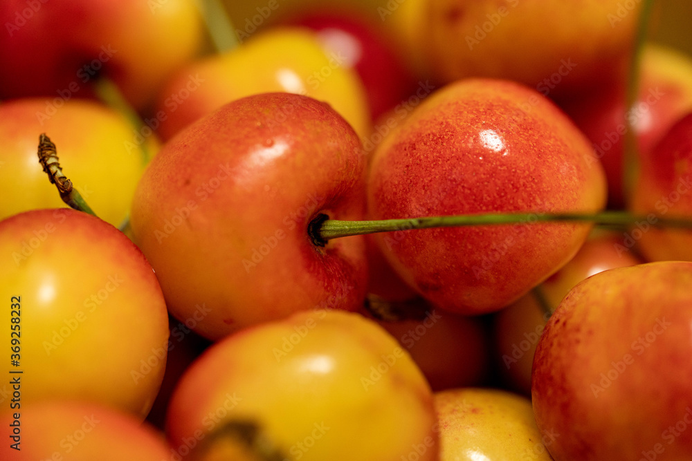 Harvested cherries in tray in spring. Harvested cherries in tray in spring.