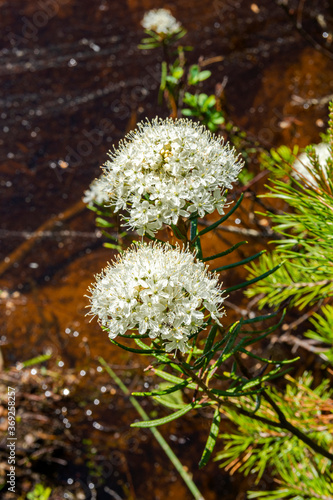 Marsh Labrador tea (Rhododendron tomentosum) blooming in summer, Siuntio, Finland photo