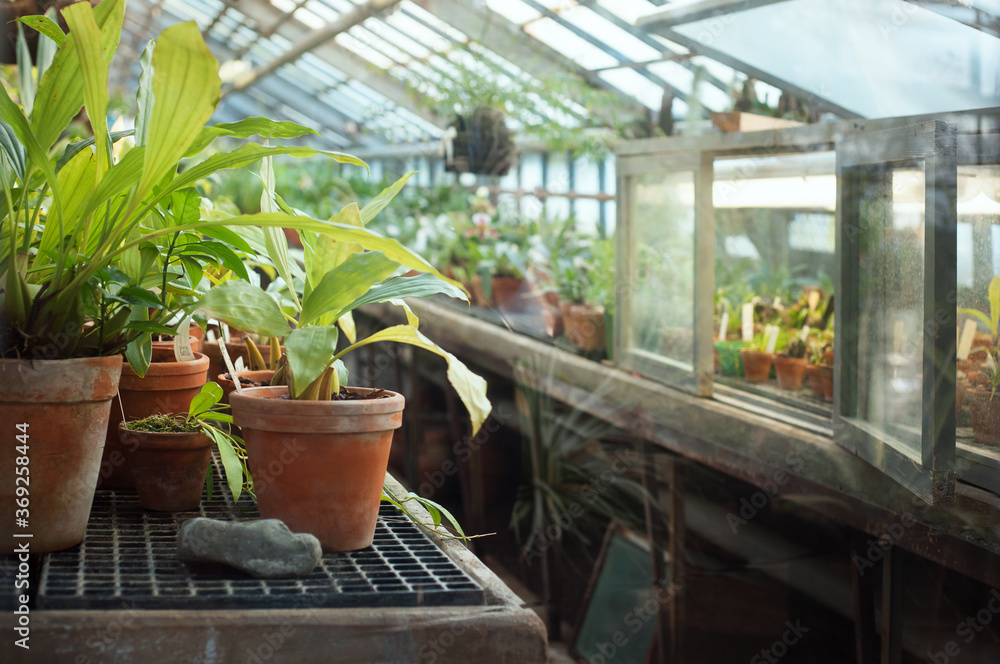 Potted tropical plants in the hothouse