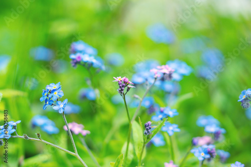 Forest glade with pink and blue forget-me-nots (Myosotis). Small delicate flowers, shallow depth of field, swirling bokeh. Natural floral background