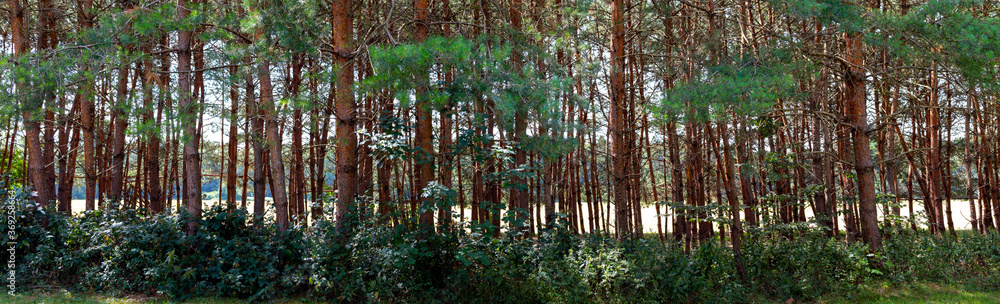 Fototapeta premium view trough trees on a meadow in the background