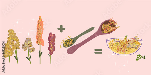 Quinoa cereal grain and products,vegan organic food. The flowering panicles. Gluten-free.Steamed balls of crushed durum.Spoon with seeds. Glass bowl with porridge. Doodle vector poster for cafe menu.