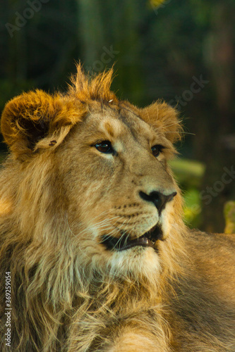 Fototapeta Naklejka Na Ścianę i Meble -  portrait of a male lion